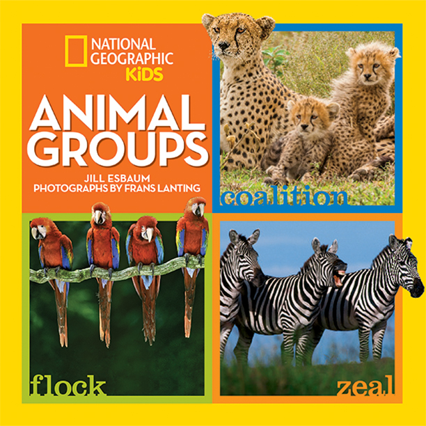 Animal Groups_Cover