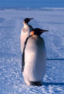 Emperor_penguin