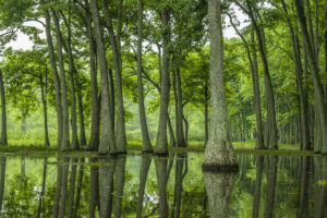 Stand of tupelo trees growing in swamp